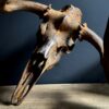 Gemetalliseerde schedel van Canadese Eland Gemetalliseerde schedel van Canadese Eland
