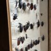 Antieke insecten dozen