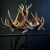 Geweihlampe Wapiti Geweihlampe Wapiti