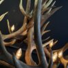 Geweihlampe Wapiti Geweihlampe Wapiti