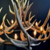 Geweihlampe Wapiti Geweihlampe Wapiti