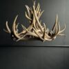 Geweihlampe Wapiti Geweihlampe Wapiti