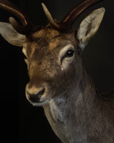 Stuffed animal deer head mount 2025