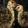 Opgezet struisvogel kuiken