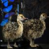 Opgezet struisvogel kuiken