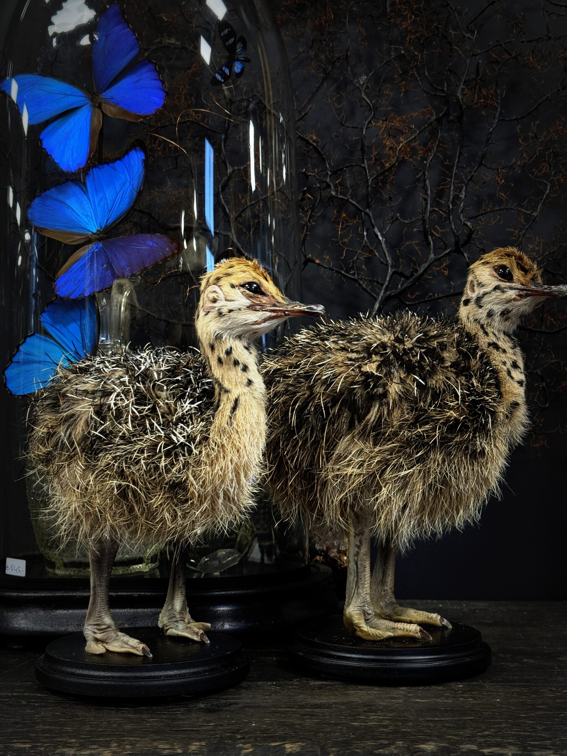Opgezet struisvogel kuiken
