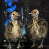 Opgezet struisvogel kuiken