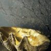 Doopvondschelp goud Doopvondschelp goud