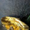 Doopvondschelp goud Doopvondschelp goud