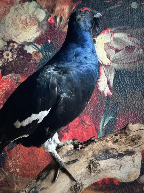 Mounted Black Grouse - BEAST Interiors