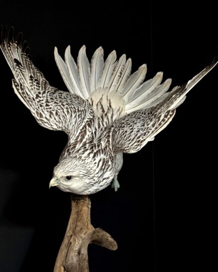taxidermy falcon