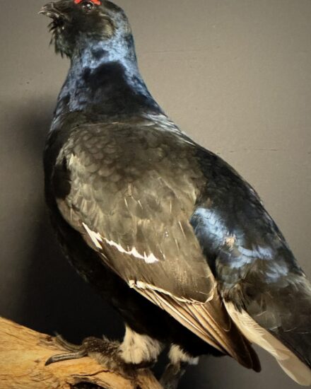 black grouse