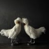 Opgezet kuifhoen Opgezet kuifhoen