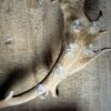 Borrelglaasjes houder gewei Borrelglaasjes houder gewei