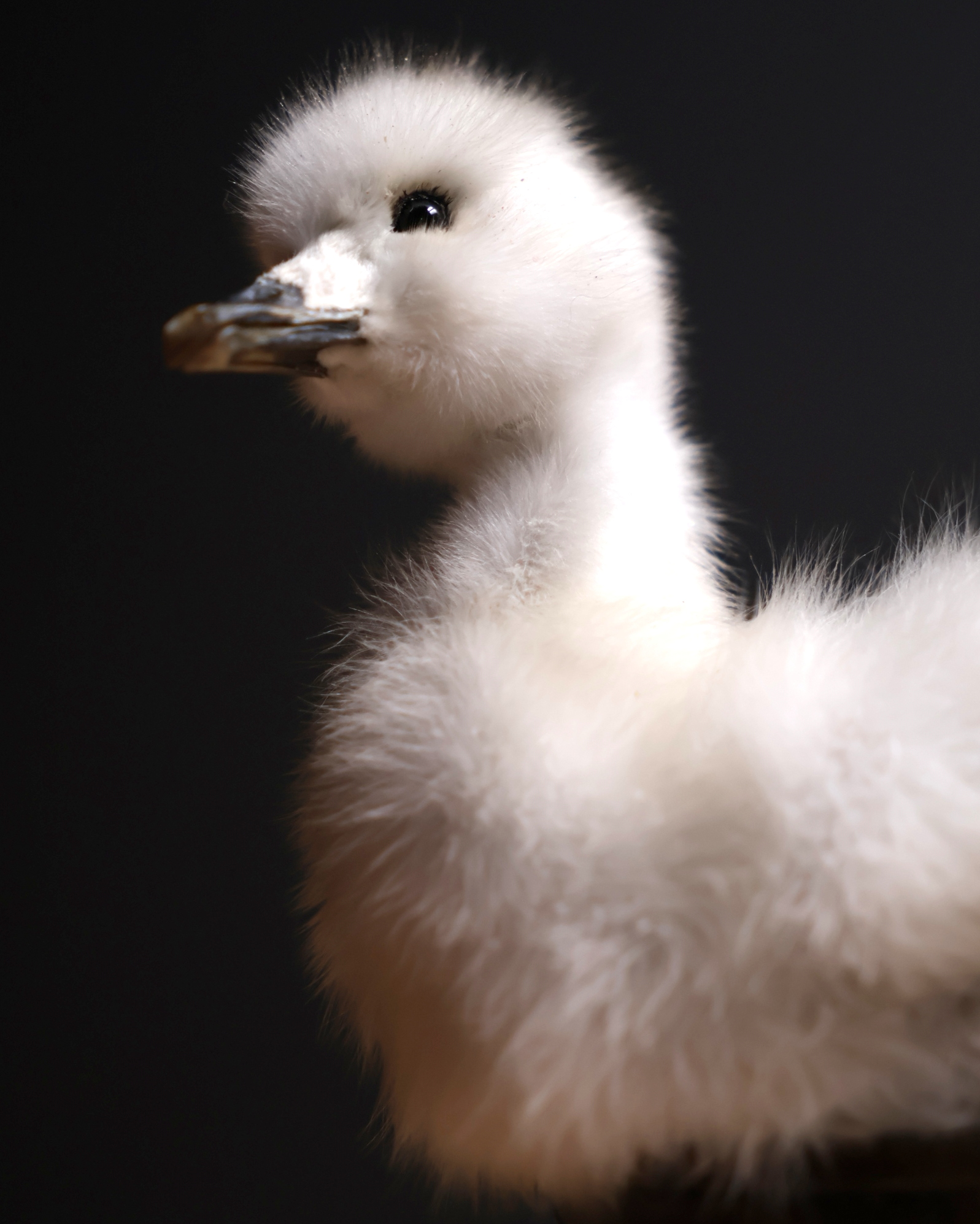 Opgezette jonge zwaan