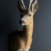 Mounted roebuck head Mounted roebuck head