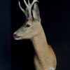 Mounted roebuck head Mounted roebuck head