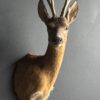 Mounted roebuck head Mounted roebuck head