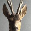 Mounted roebuck head Mounted roebuck head