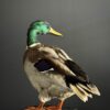 Opgezette wilde eend Opgezette wilde eend