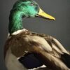 Opgezette wilde eend Opgezette wilde eend
