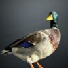 Opgezette wilde eend Opgezette wilde eend