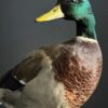 Opgezette wilde eend Opgezette wilde eend