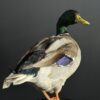 Opgezette wilde eend Opgezette wilde eend