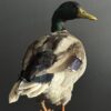 Opgezette wilde eend Opgezette wilde eend