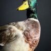 Opgezette wilde eend Opgezette wilde eend