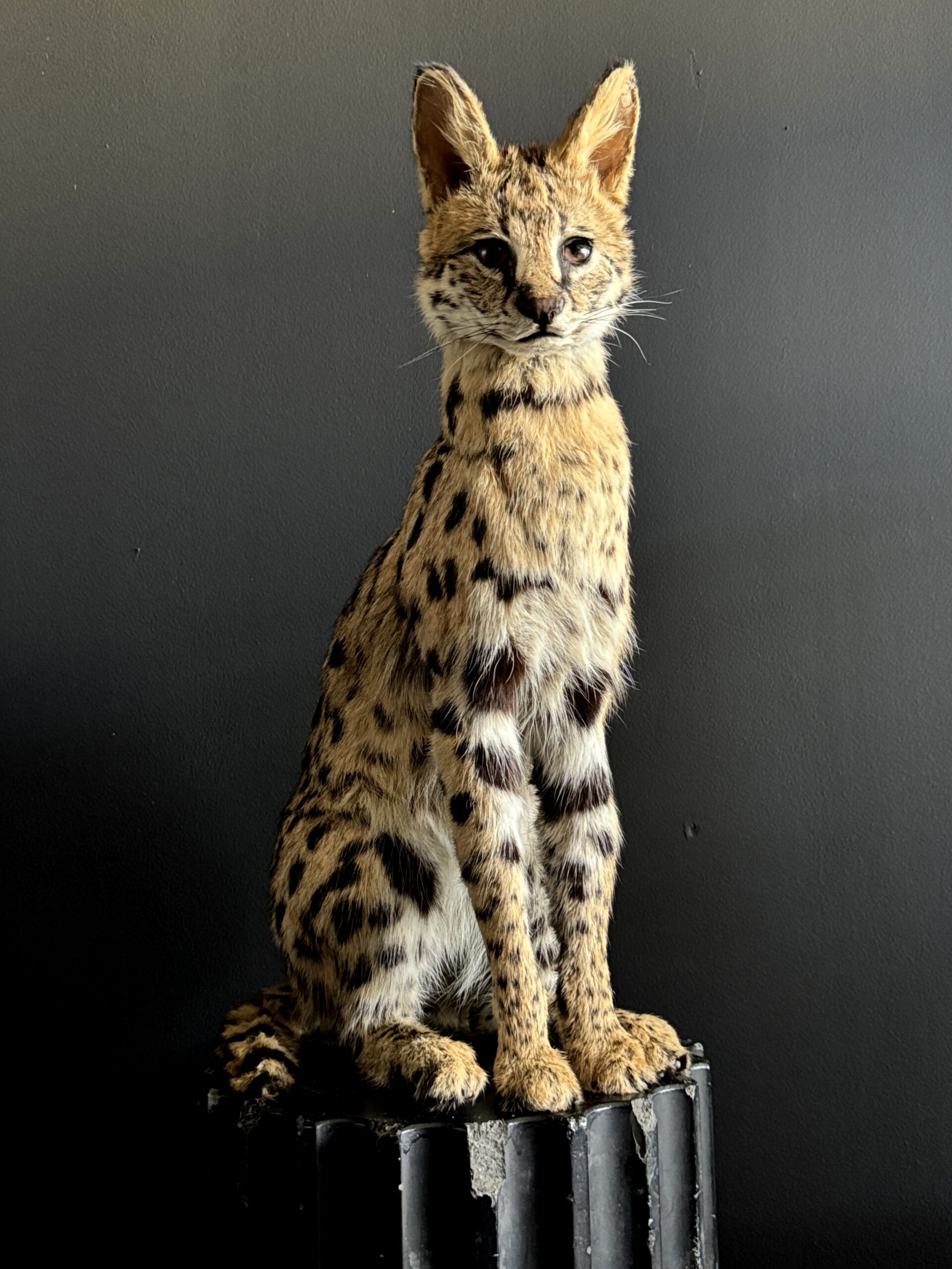 Opgezette Serval