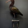 Opgezette Puna ibis Opgezette Puna ibis