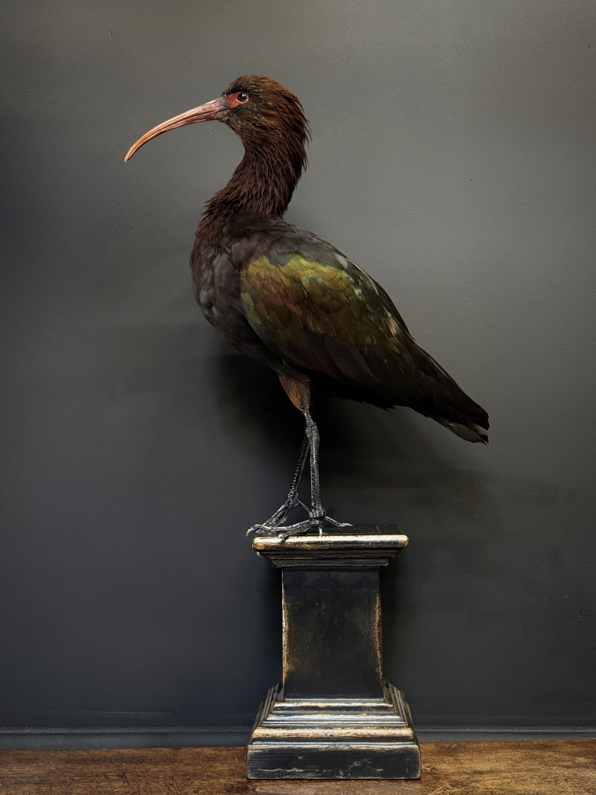 Opgezette Puna ibis
