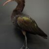 Opgezette Puna ibis Opgezette Puna ibis