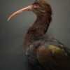 Opgezette Puna ibis Opgezette Puna ibis