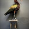 Opgezette Puna ibis Opgezette Puna ibis
