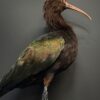 Opgezette Puna ibis Opgezette Puna ibis