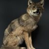 Opgezette goudjakhals Opgezette goudjakhals