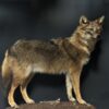 Opgezette goudjakhals Opgezette goudjakhals