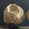 Decoratieve Spons Decoratieve Spons