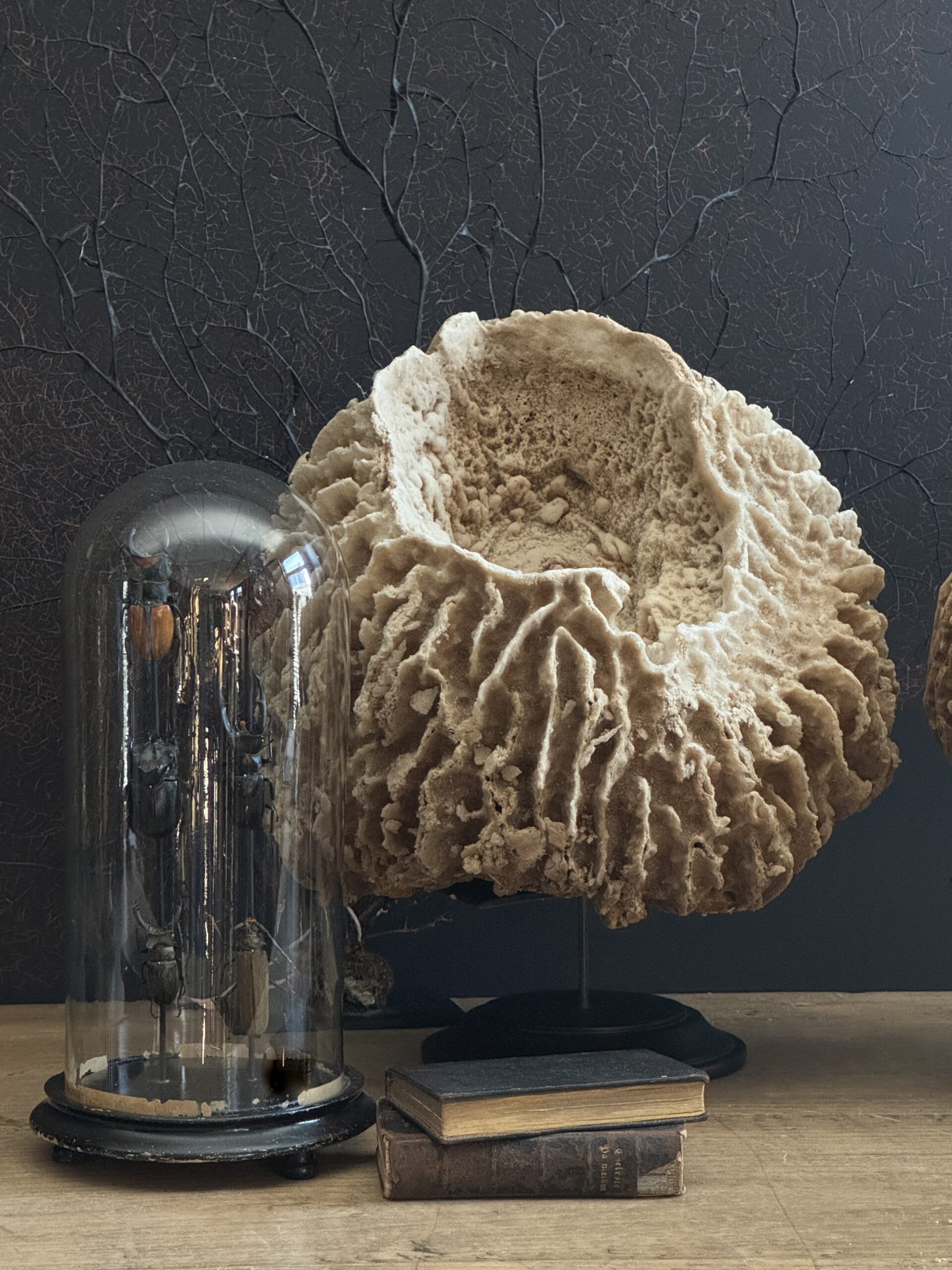 Decoratieve Spons