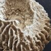 Decoratieve Spons Decoratieve Spons