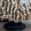Decoratieve Spons Decoratieve Spons