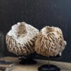 Decoratieve Spons Decoratieve Spons