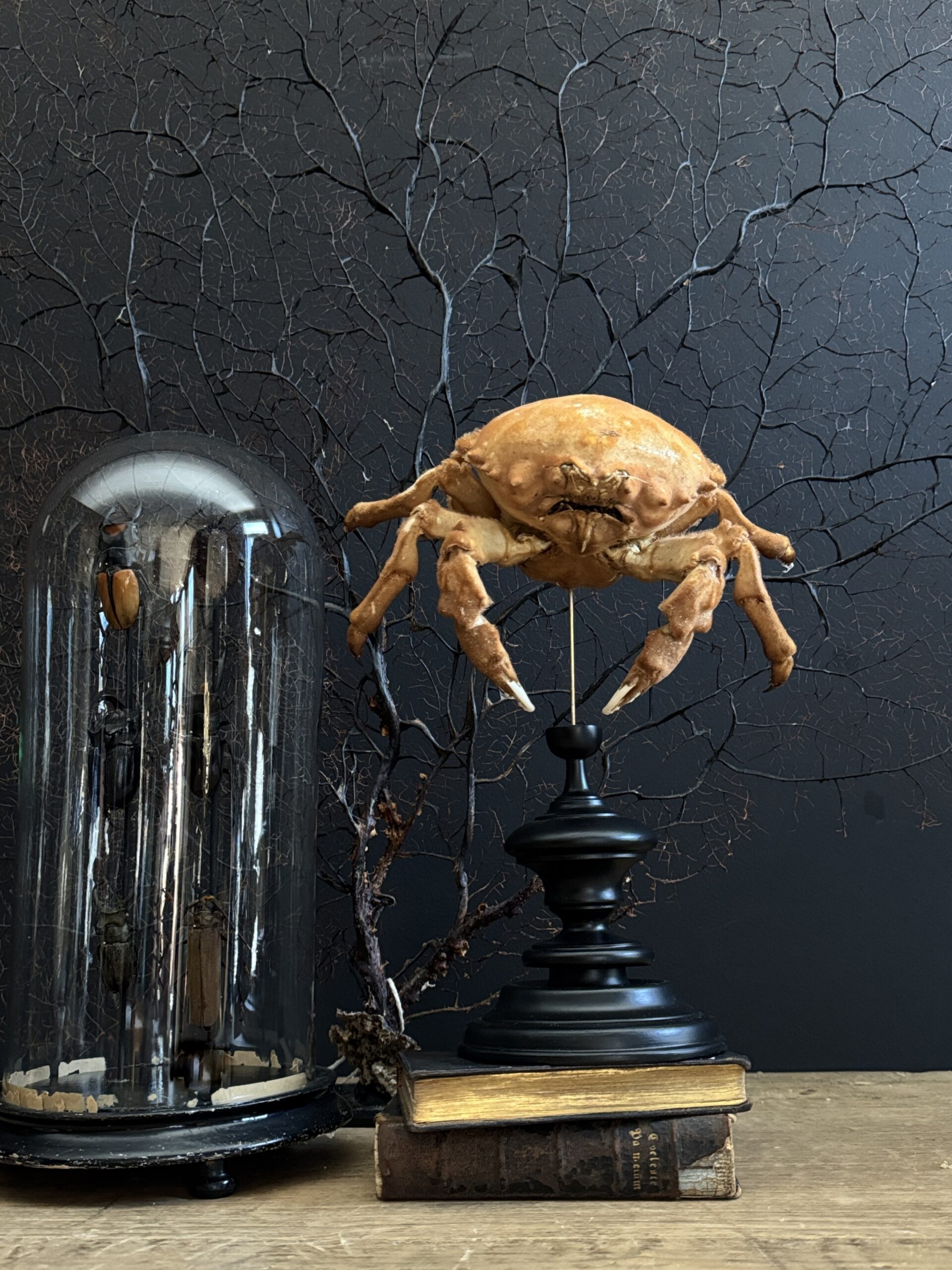 Krab op houten voet