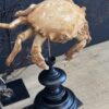 Krab op houten voet