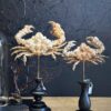 Daldorfia Horrida krab
