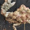 Daldorfia Horrida krab