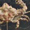 Daldorfia Horrida krab
