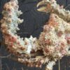 Daldorfia Horrida krab